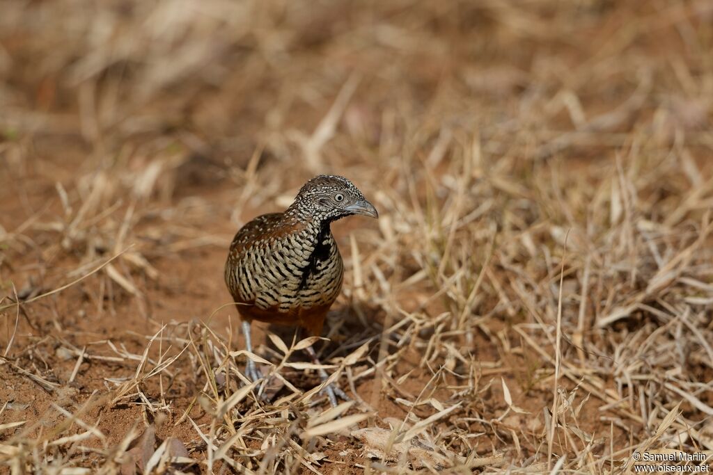 Barred Buttonquailadult