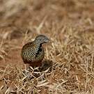 Turnix combattant