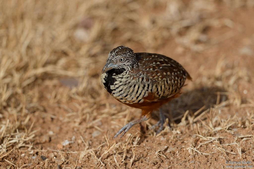 Barred Buttonquailadult