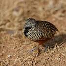 Turnix combattant