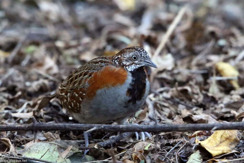 Madagascan Buttonquail male adult, identification