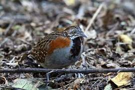 Madagascan Buttonquail