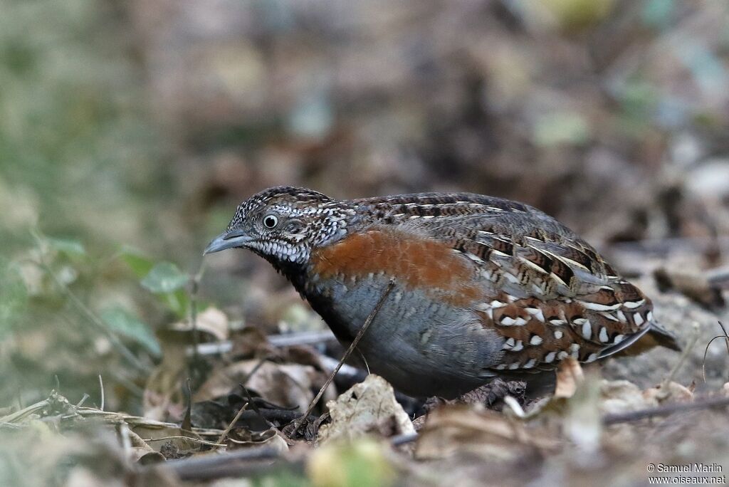 Madagascar Buttonquail male adult