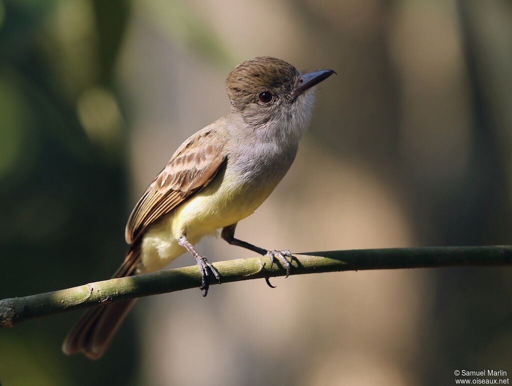 Brown-crested Flycatcher