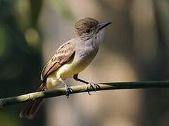 Brown-crested Flycatcher