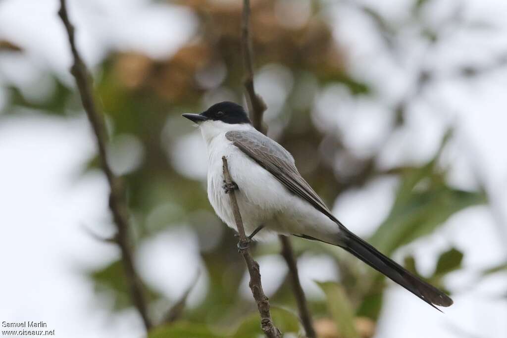 Fork-tailed Flycatcher female adult, identification