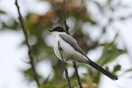 Fork-tailed Flycatcher