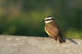 Lesser Kiskadee