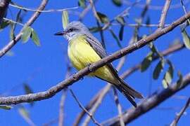 Tropical Kingbird