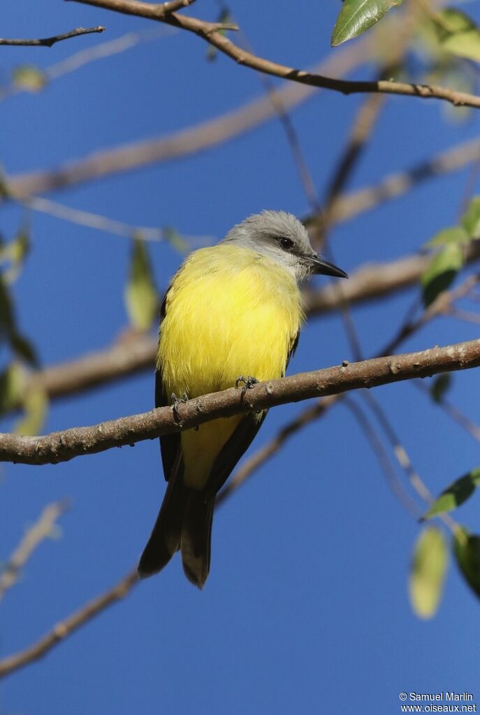 Tropical Kingbird