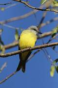 Tropical Kingbird