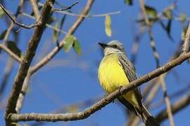 Tropical Kingbird