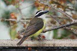 Great Kiskadee