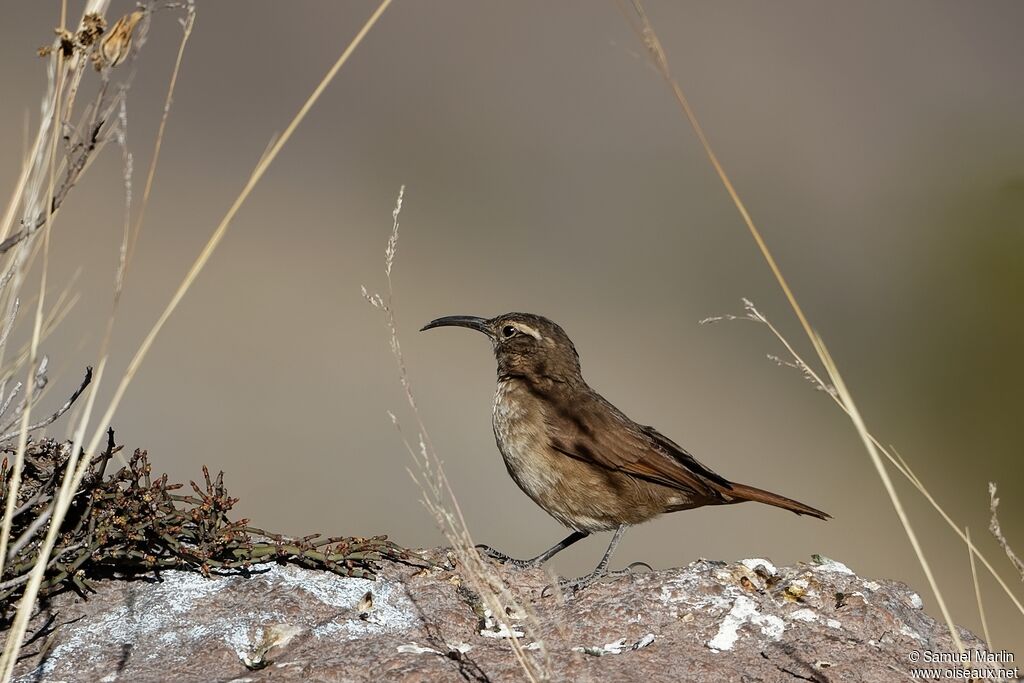 White-throated Earthcreeper