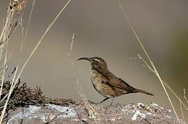 White-throated Earthcreeper