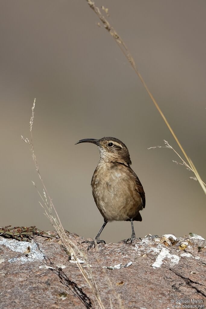 White-throated Earthcreeperadult