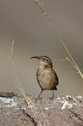 White-throated Earthcreeper