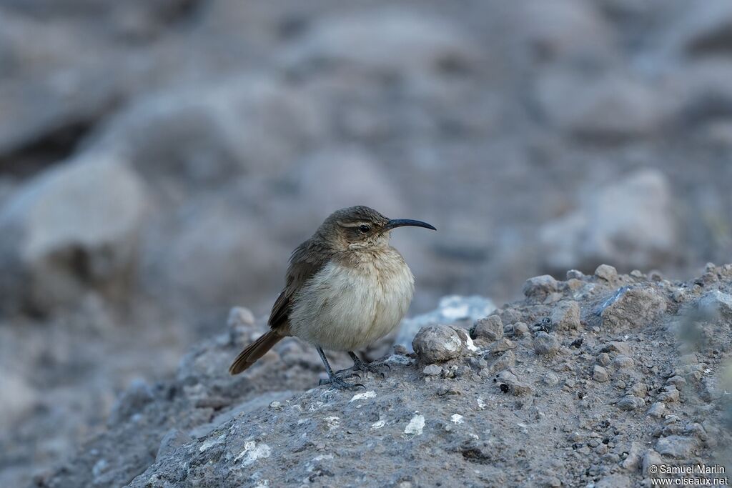 Buff-breasted Earthcreeperadult