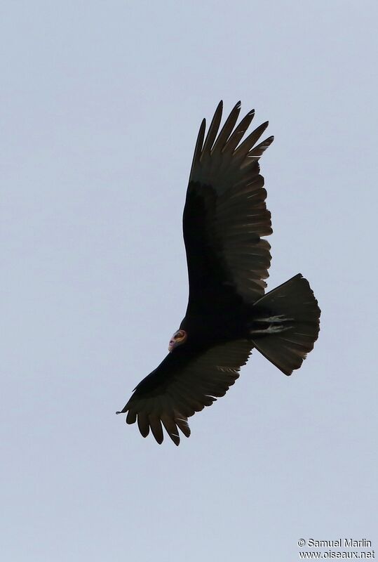 Lesser Yellow-headed Vultureadult, Flight
