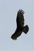 Lesser Yellow-headed Vulture