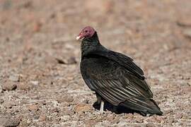 Turkey Vulture