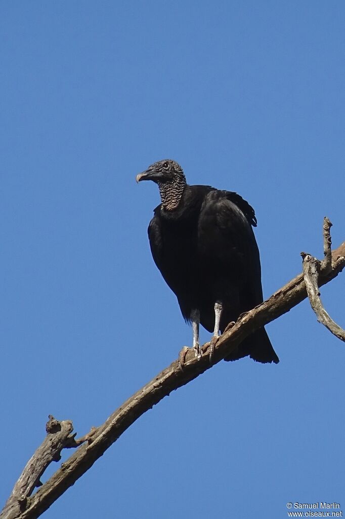 Urubu noir mâle adulte