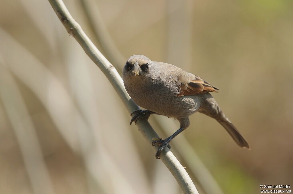 Greyish Baywing