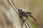 Vacher à ailes baies