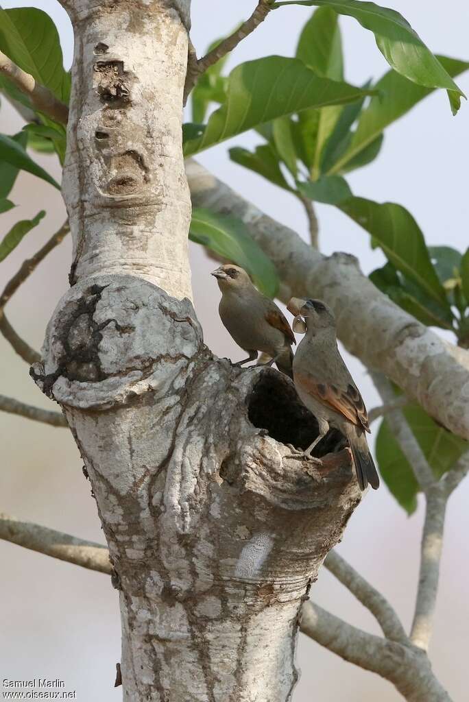 Greyish Baywingadult, Reproduction-nesting