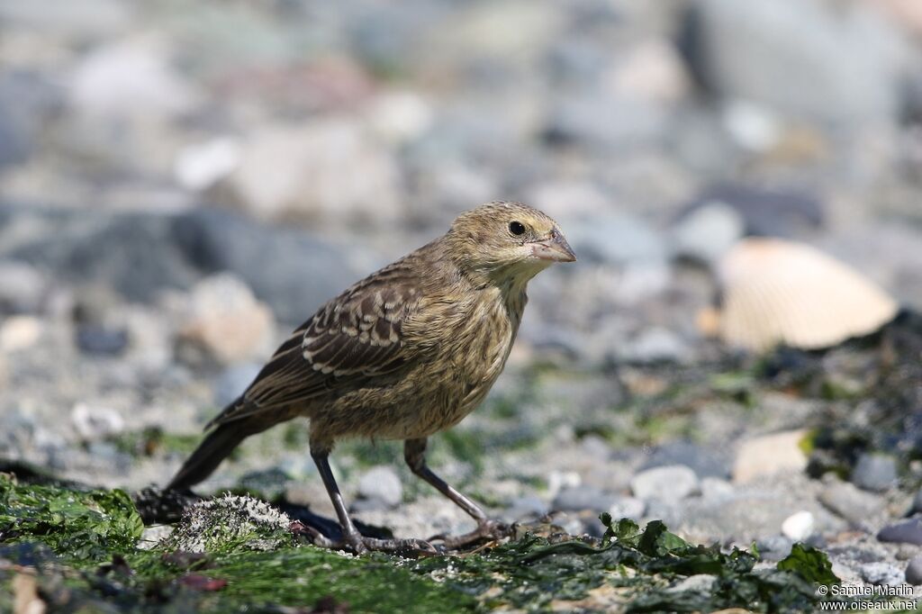 Brown-headed Cowbirdjuvenile