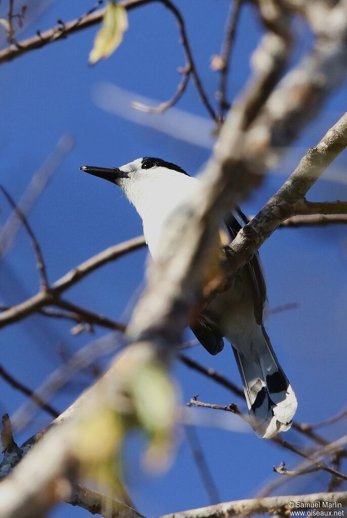 Hook-billed Vangaadult