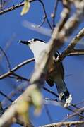 Hook-billed Vanga