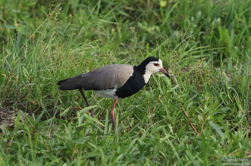 Long-toed Lapwing