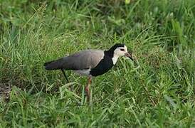 Long-toed Lapwing