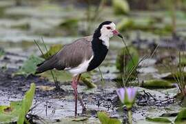 Long-toed Lapwing