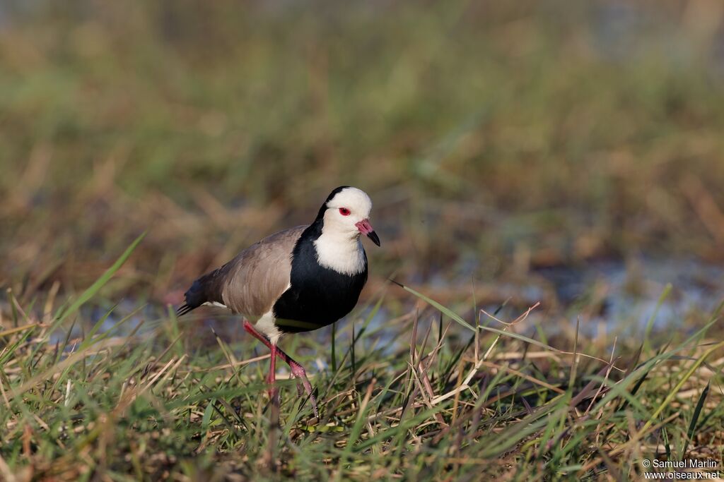 Vanneau à ailes blanches