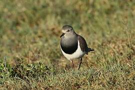 Vanneau à ailes noires