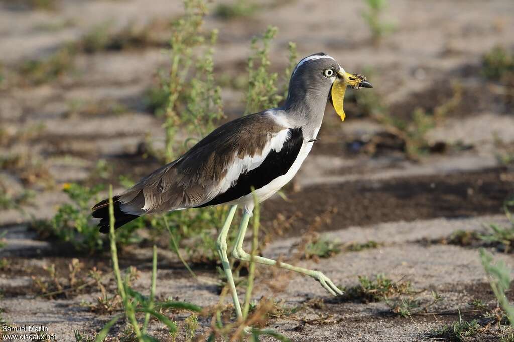 White-crowned Lapwingadult