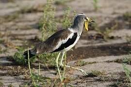 White-crowned Lapwing