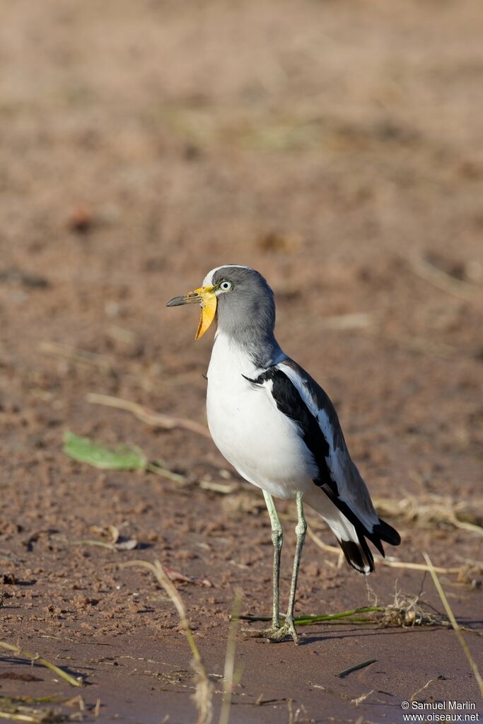 Vanneau à tête blanche