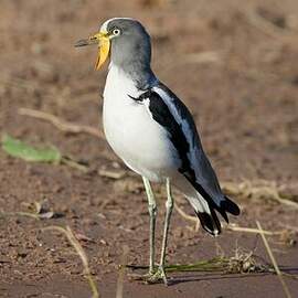 Vanneau à tête blanche