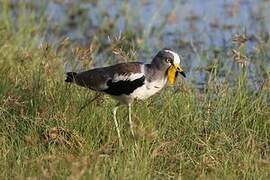 White-crowned Lapwing