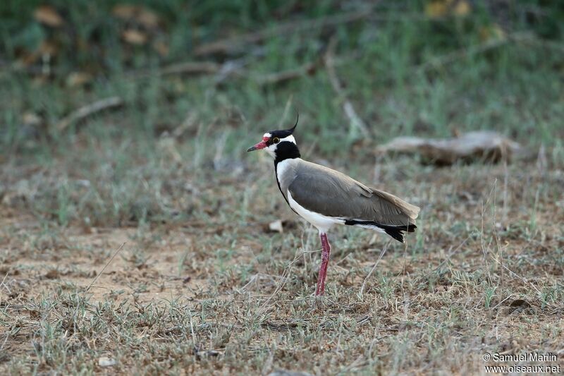 Black-headed Lapwingadult