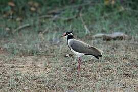 Black-headed Lapwing