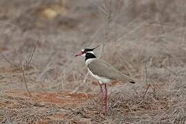 Black-headed Lapwing