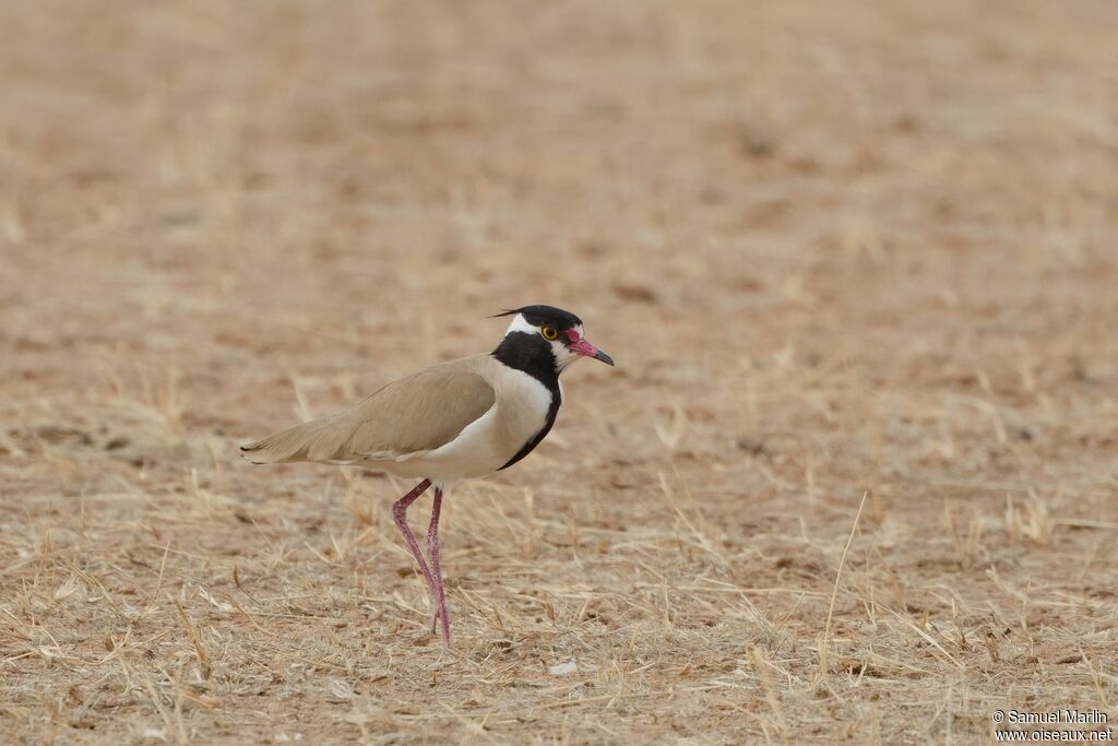 Black-headed Lapwing