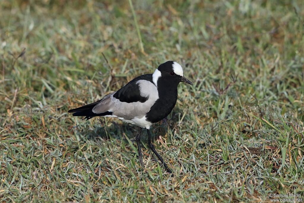 Blacksmith Lapwing male adult