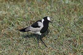 Blacksmith Lapwing