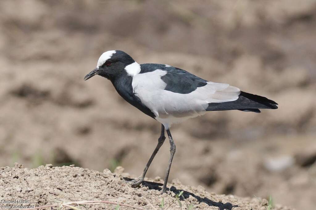 Vanneau arméadulte, identification