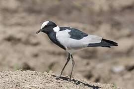 Blacksmith Lapwing